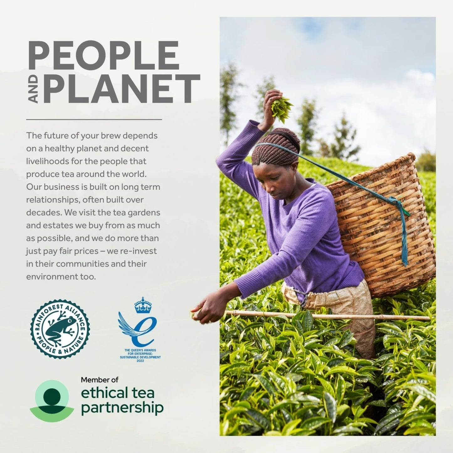 Yorkshire Tea, Total 480 Tea Bags, (Pack of 1.5 kg)