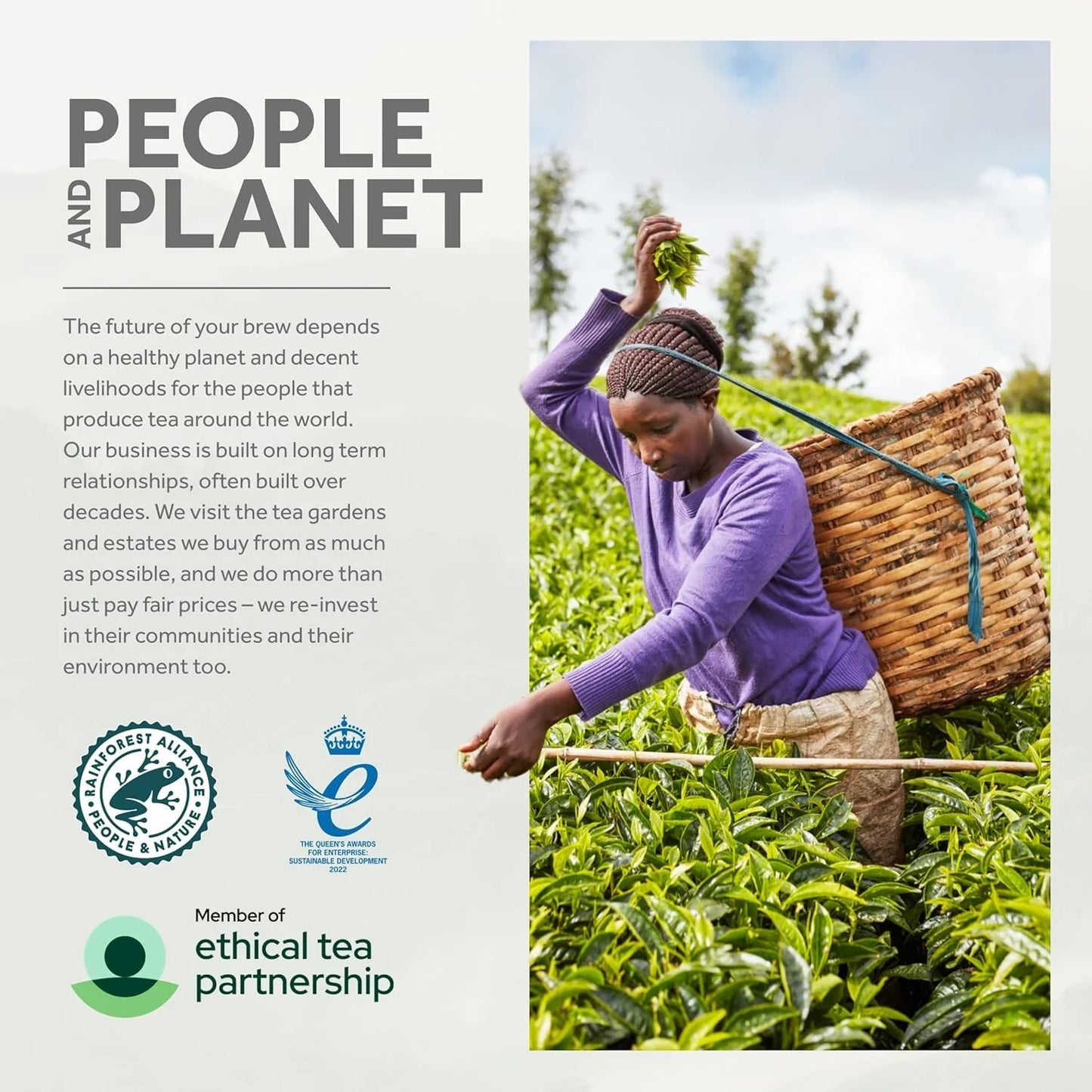 Yorkshire Tea Gold, 6 Boxes of 160 Tea Bags (Total 960 Bags)